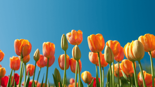 image of blue skies and tulips